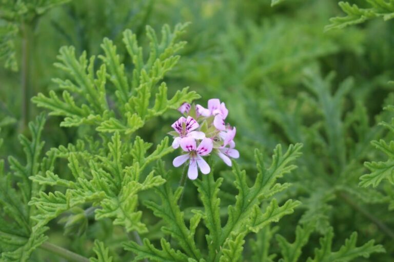 Gerânio: O Elixir Floral de Origens Encantadoras e Benefícios Multifacetados