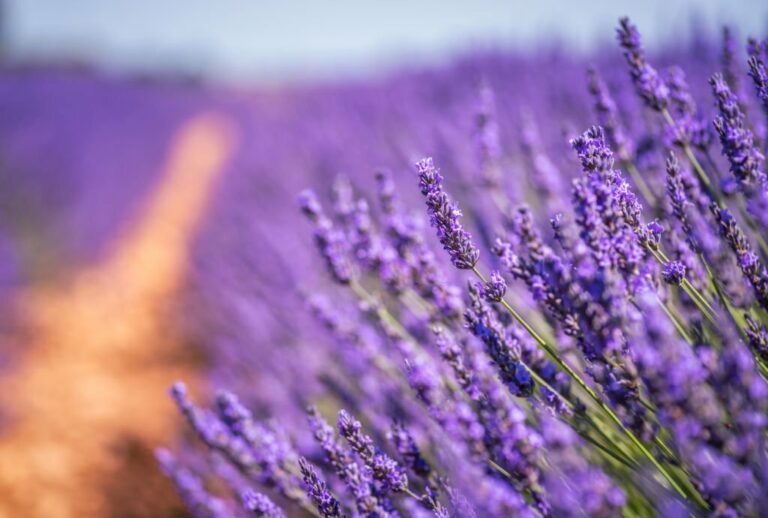 Lavandula angustifolia: O Perfume da Serenidade e os Segredos Terapêuticos de uma Erva Encantadora