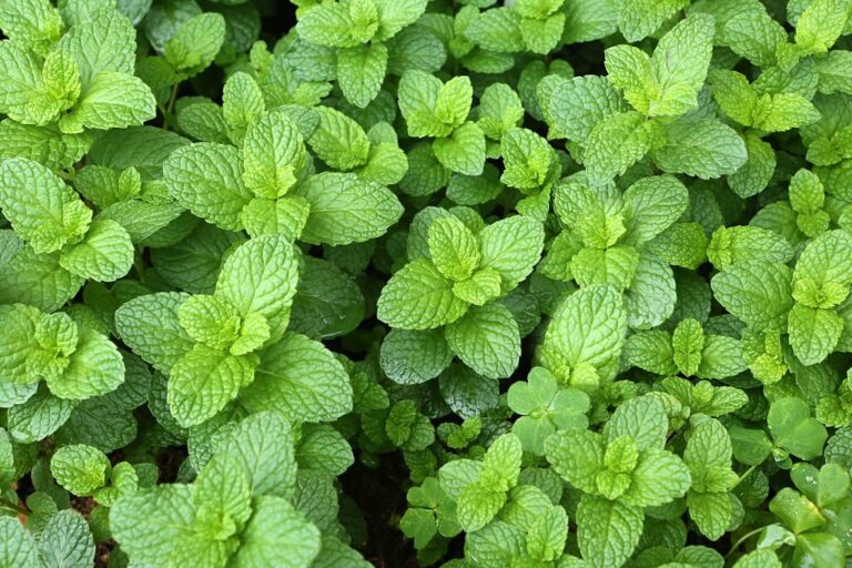 Menta Piperita: Refrescância e Vitalidade em uma Folha Perfumada