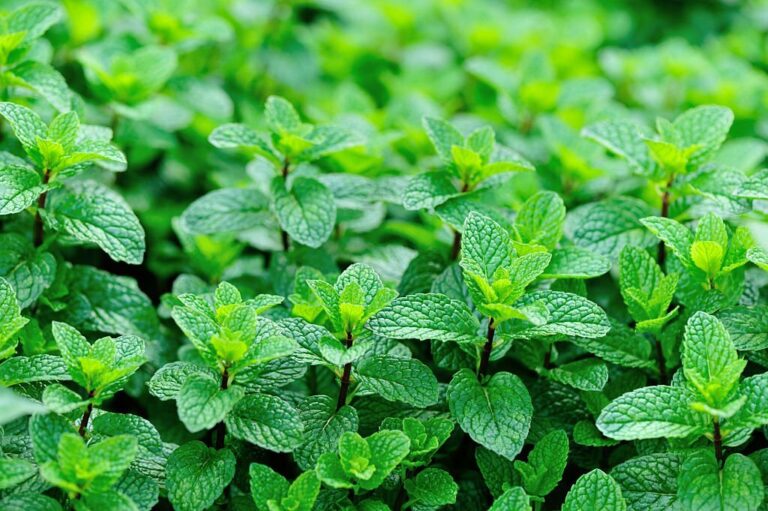 Mentha Arvensis: O Frescor Deslumbrante dos Campos e Suas Múltiplas Facetas