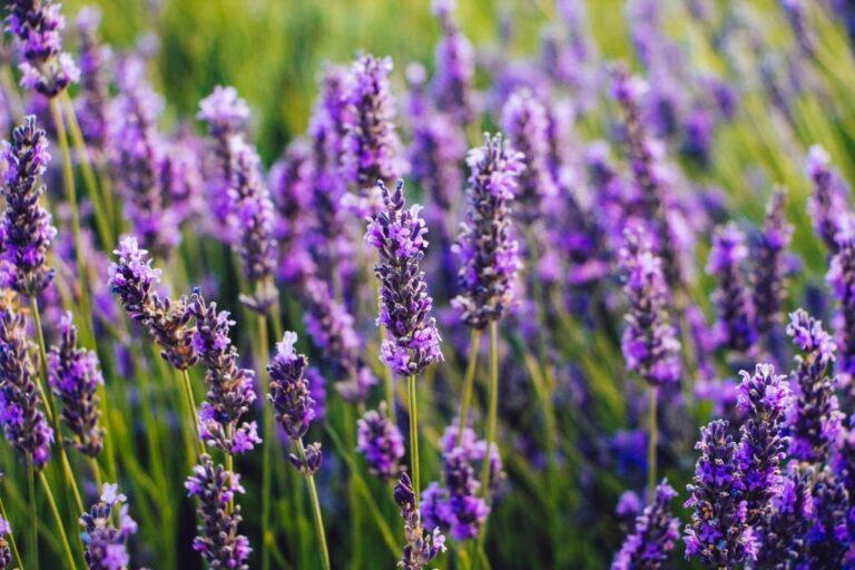 Lavandula dentata: A Lavanda Dentada e suas Notáveis Características Terapêuticas