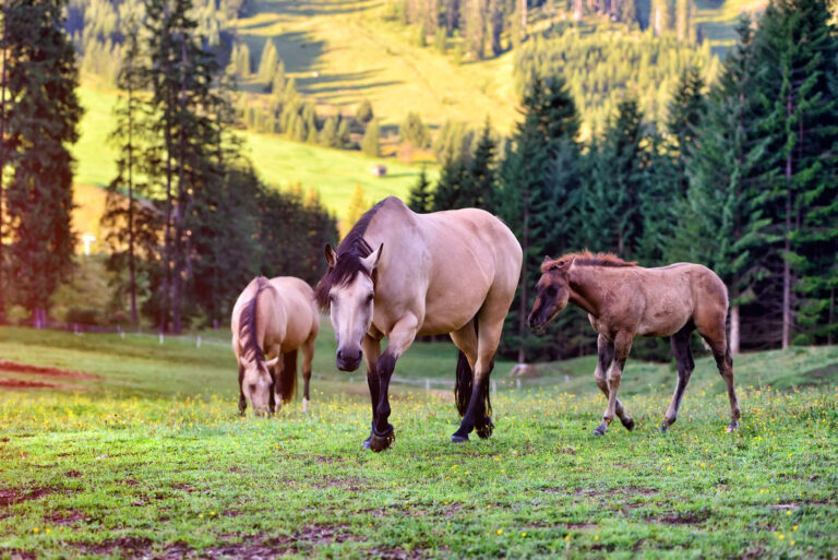 Animais Super Saudáveis com Melaleuca